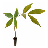 P/plantar
