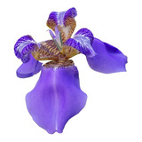 Iris Azul - 4 Bulbos Com