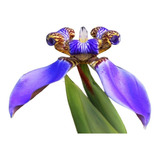 Iris Azul / Falsa Iris /