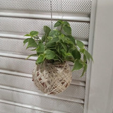 Jardim Suspenso Kokedama De Folhagem Peperomia Pendente