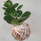 Jardim Vertical Kokedama De Folhagem Peperonia Verde