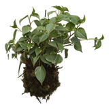 Jardim Vertical Kokedama Peperomia Pendente Jungle Natural
