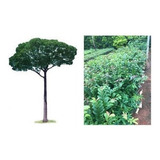 Plantio