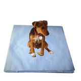 Jornal Pet Cachorro Sem Impressão Reciclado 250un 50x70cm