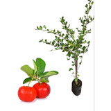 Plantio