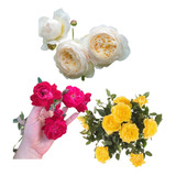Kit 03 Mudas De Rosas Trepadeiras Com Rosas Grandes.