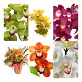 Kit 05 Mudas De Orquidea Cymbidium Lindas