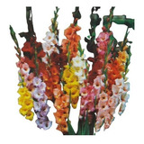 Kit 10 Bulbos Gladíolos Variados + 03 Amarilis Sortidos