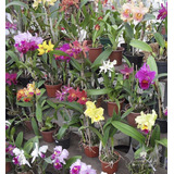Kit 10 Cattleya Espécies Variadas (mudas) + Frete Grátis