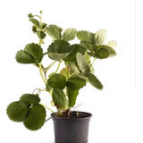 Kit 10 Lindas Mudas De Morango Gigante Próximo A Produzir A+