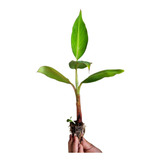 Plantio