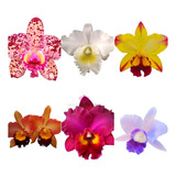 Kit 10 Mudas De Orquídeas Cattleya