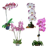 Kit 10 Mudas De Orquideas Phalaenopsis Cor Mista Surpresa