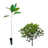 Kit 10 Mudas De Pau D'alho - Gallesia Integrifolia
