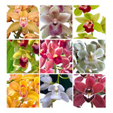 Kit 10 Mudas Orquideas Cymbidium Pendentes Promoção