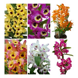 Kit 10 Mudas Orquídeas Dendrobium Pronta Entrega Frete Grati