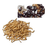 Kit 100 Larvas Molitor - 100 Besouros Amendoim