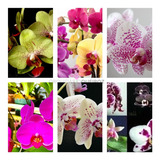 Kit 12 Mudas De Orquidea Phalaenopsis