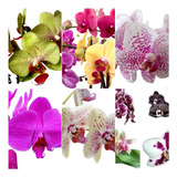 Kit 12 Mudas De Orquideas Lindas Phalaenopsis No Vaso 