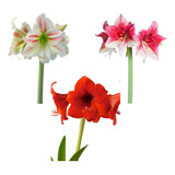Kit 15 Bulbos De Flores Amarilis 3 Cores Jardinagem