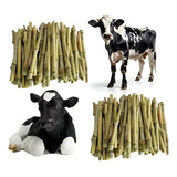 Kit 1500 Mudas Capim Napier Açu Silagem Capiaçu Original