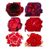Kit 18 Sementes De Rosas Do Deserto Vermelhas Frete Gratis