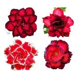 Kit 18 Sementes Rosas Do Deserto Vermelhas Com Frete Gratis
