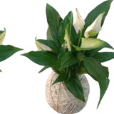 Kit 2 Kokedama Folhagem Mini Lírio Da Paz E Hera Estrela Gde