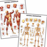 Kit 2 Mapas Esqueleto + Músculos