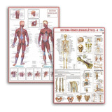 Kit 2 Mapas Sistema Muscular -