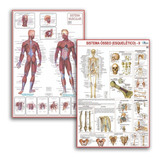 Kit 2 Mapas Sistema Muscular - Esqueletico 2 - Atualizado