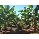 Maçã,