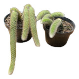 Kit 2 Mudas Cacto Rabo De Macaco Pendente Plantada No Vaso 