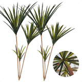 Kit 2 Palmeira Yucca 3 Ramos