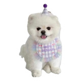 Kit 2 Pçs Chapéu + Bandana Festa Aniversário Cachorro Pet