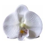 Kit 2 Presilhas De Orquidea Para Cabelo / Noivas / Praia