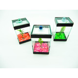 Kit 3 Beteira 9x9x14cm Aquário Bettas Decorado Com Enfeite