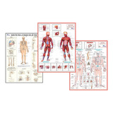 Kit 3 Mapas Sistema Muscular - Esquelético 1 - Esquelético 2