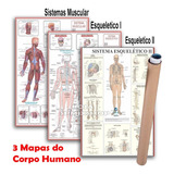 Kit 3 Mapas Sistema Muscular -