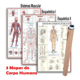 Kit 3 Mapas Sistema Muscular -