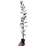 Plantio