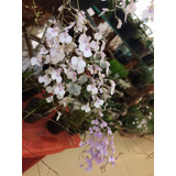 Flor