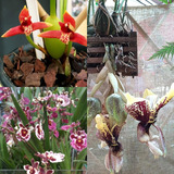 Tenuifolia