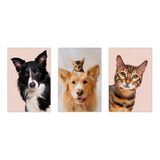 Kit 3 Quadros Decorativos Letto Adesivos Fibrofácil 0002ktpl4 Cachorro Gato 