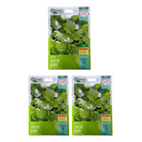 Kit 3 Sementes Isla Orgânicas Coentro Verdão 3g 
