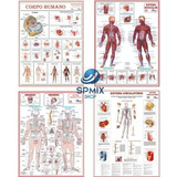 Kit 4 Mapa Corpo Humano Muscular