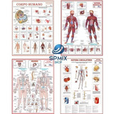 Kit 4 Mapa Corpo Humano Muscular