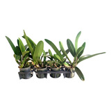 Kit 4 Orquídeas Cattleyas Adultas Entouceiradas Promoção!!!