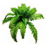 Kit 4 Samambaia Artificial 53 Cm Plantas Folhagem Arrancho