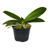 Kit 5 Mudas De Orquidea Phalaenopsis Jovem Lindas